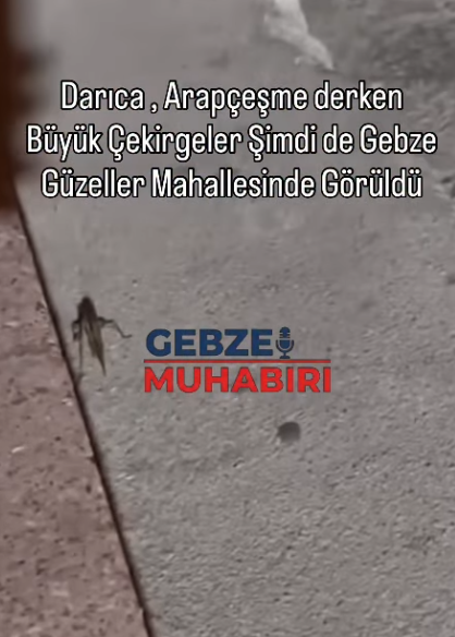 Büyük Çekirgeler Bu Kez Güzeller Mahallesi’nde Görüldü